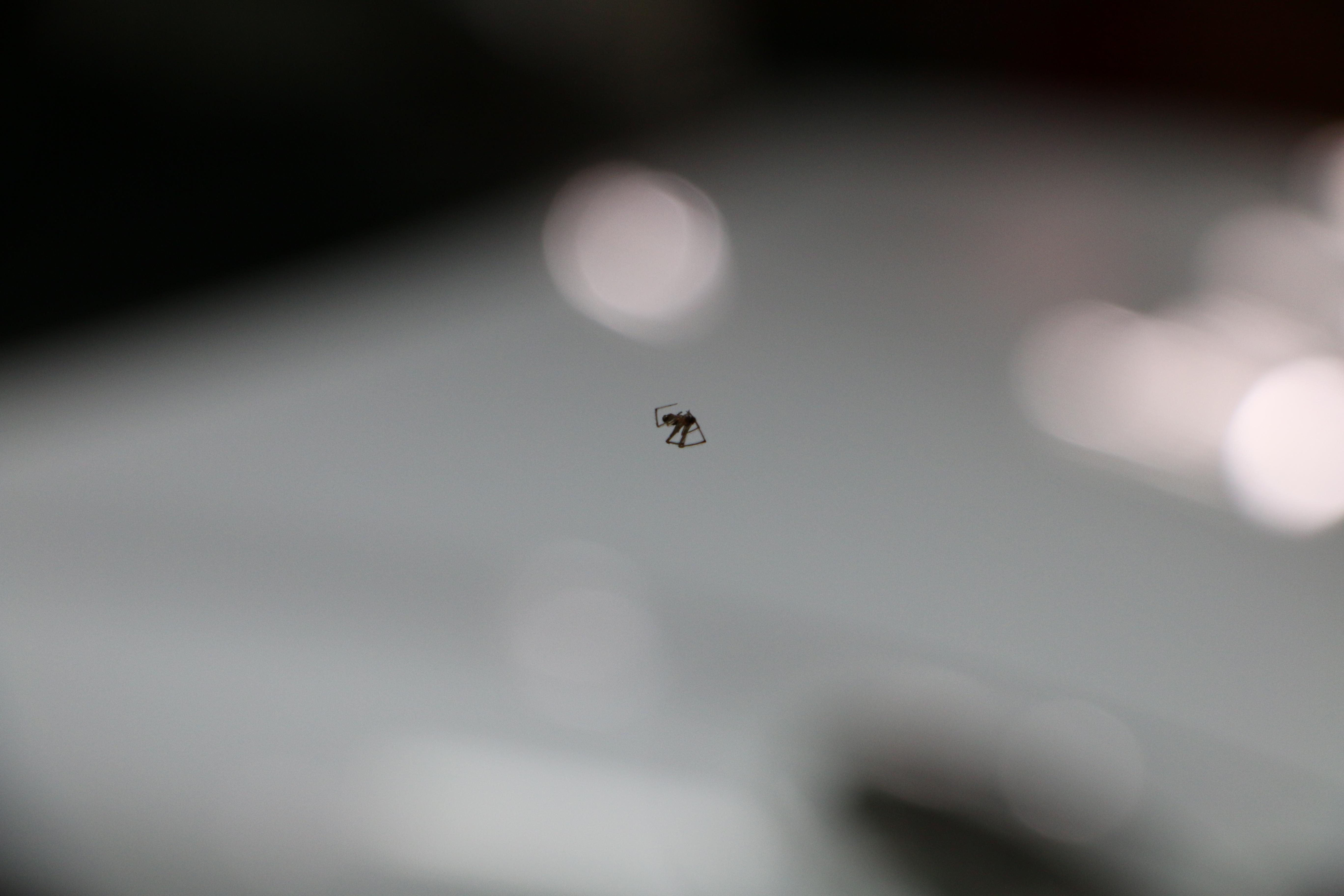 Visitor to the Build